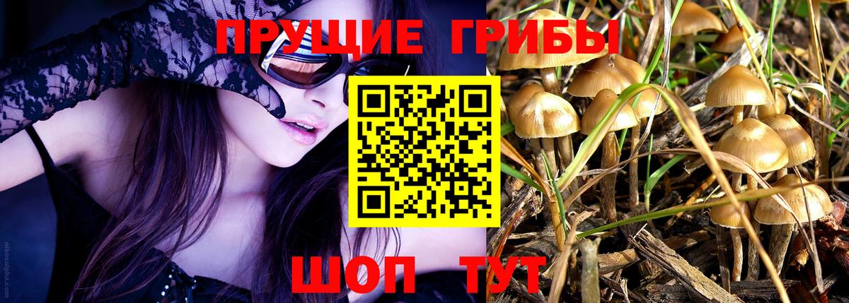 Псилоцибиновые грибы Cubensis  Вход с VPN  Белогорск 